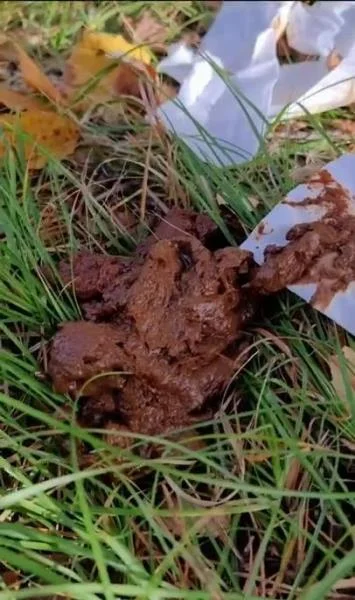 I eat someone elses shit in the woods - SiteRip  [115.43 MB]