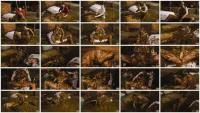 Farmer Girl Betty's Messy Mistake - HD 720p [Betty  
] Submerging , Sex in the cowshed - :ScatPuke